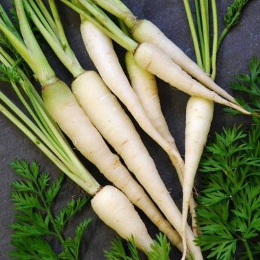 400+ seeds Lunar White Carrot  Vegetable Garden Non-Gmo Usa Seller