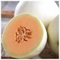 50+ seeds Honey Dew Orange Flesh Cantaloupe  Muskmelon Fruit Usa