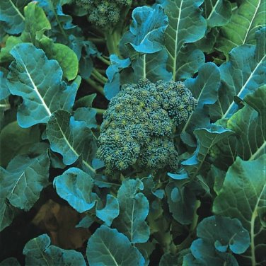 600+ seeds De Cicco Broccoli  Vegetable Non-Gmo Italian Heirloom