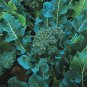 600+ seeds De Cicco Broccoli  Vegetable Non-Gmo Italian Heirloom