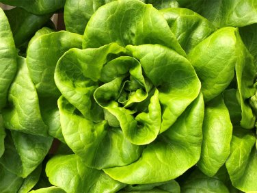 600+ seeds Lettuce  Bibb Butterhead Vegetable Non-Gmo Usa Seller