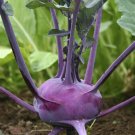 500+ seeds Kohlrabi Purple Vienna  Vegetable Heirloom Non-Gmo Usa