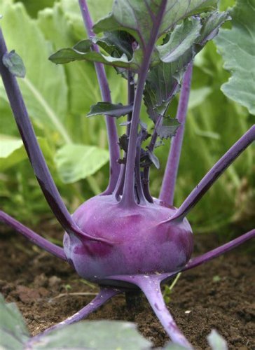 500+ seeds Kohlrabi Purple Vienna  Vegetable Heirloom Non-Gmo Usa