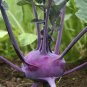 500+ seeds Kohlrabi Purple Vienna  Vegetable Heirloom Non-Gmo Usa