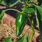 25+ seeds Ancho Poblano Pepper  Vegetable Non-Gmo Heirloom Usa