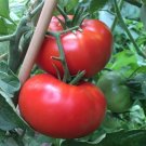 100 seeds Delicious Tomato Ct Vegetable World Record Non-Gmo Us