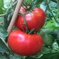 100 seeds Delicious Tomato Ct Vegetable World Record Non-Gmo Us