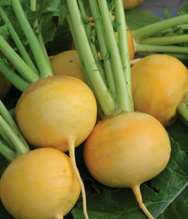 500+ seeds Golden Ball Turnip  Vegetable Garden Non-Gmo Heirloom