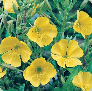 200+ seeds Evening Primrose  Yellow Flower Usa Dwarf Perennial