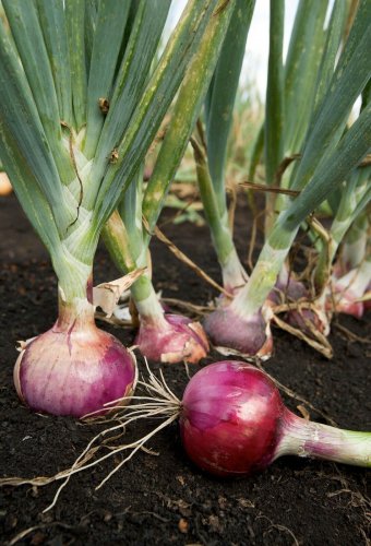 200+ seeds Scarlet Bandit Onion  Bunching Onion Vegetable Non-Gmo