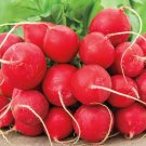 200 seeds German Giant Radish Ct Vegetable Garden Heirloom Non-Gmo