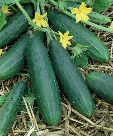 50+ seeds Spacemaster Cucumber  Ct Vegetable Garden Ct Non-Gmo Usa
