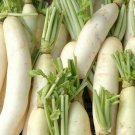 200 seeds Daikon Radish Ct Japanese Minowase Vegetable Non-Gmo Usa