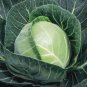 500+ seeds Copenhagen Market Cabbage  Vegetable Garden Non-Gmo Usa