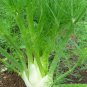 250+ seeds Florence Fennel  Vegetable Salad Garden Non-Gmo Usa