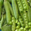 25 seeds Little Marvel Pea Ct Pod Vegetable Garden Heirloom Non-Gmo Usa