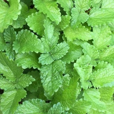 500+ seeds Lemon Balm  Herb Perrenial Mosquito Insect Repellent Usa