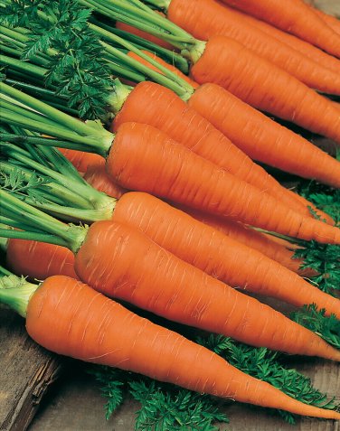 1000+ seeds Danvers Carrot  Vegetable Garden Non-Gmo Usa Seller