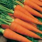 1000+ seeds Danvers Carrot  Vegetable Garden Non-Gmo Usa Seller