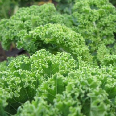 500+ seeds Kale Dwarf Blue Curled  Vegetable Non-Gmo Usa Seller