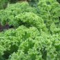500+ seeds Kale Dwarf Blue Curled  Vegetable Non-Gmo Usa Seller