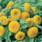 50+ seeds Sunflower  Annual Sungold Dwarf Flower Usa  Teddy Bear