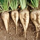 100 seeds Sugar Beet Ct Vegetable Garden Non-Gmo Heirloom Usa