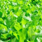 1000+ seeds Florida Broadleaf Mustard  Heirloom Non-Gmo Usa Seller