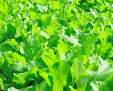 1000+ seeds Florida Broadleaf Mustard  Heirloom Non-Gmo Usa Seller