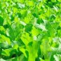 1000+ seeds Florida Broadleaf Mustard  Heirloom Non-Gmo Usa Seller