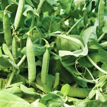 25 seeds Mammoth Melting Pea Ct Organic Sugar Snow Pod Vegetable Heirloom Usa