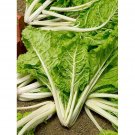50 seeds Swiss Chard Lucullus Ct Heirloom Vegetable Garden Non-Gmo
