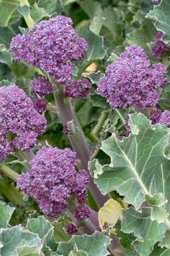 600+ seeds Purple Broccoli  Early Purple Sprouting Non-Gmo Heirloom