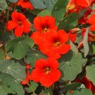 30 seeds Nasturtium Ct Flower Annual Wildflower  Empress Of India