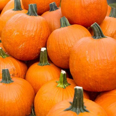 15 seeds Pumpkin Ct Vegetable Garden Non-Gmo Annual Usa  Spookie