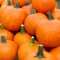 15 seeds Pumpkin Ct Vegetable Garden Non-Gmo Annual Usa  Spookie