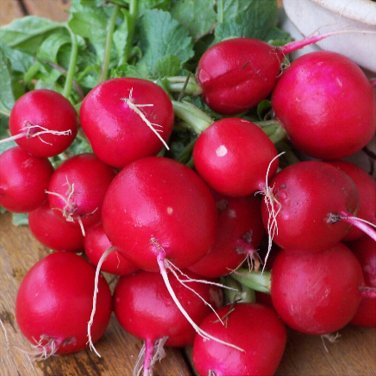 200 seeds Champion Radish Ct Heirloom Vegetable Garden Non-Gmo Usa