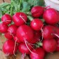 200 seeds Champion Radish Ct Heirloom Vegetable Garden Non-Gmo Usa