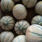 50+ seeds Cantaloupe  Hearts Of Gold Melon Fruit Heirloom Non-Gmo