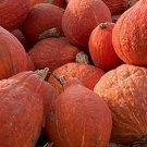 15 seeds Squash Ct Winter Vegetable Non-Gmo Usa  Golden Hubbard