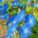 30+ seeds Morning Glory Heavenly Blue  Flower Us Untreated Annual