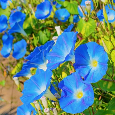 30+ seeds Morning Glory Heavenly Blue  Flower Us Untreated Annual