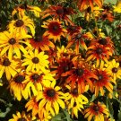 200+ seeds Gloriosa Daisy  Flower Usa Perrenial Native Wildflower