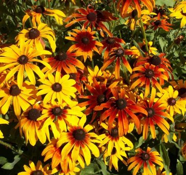 200+ seeds Gloriosa Daisy  Flower Usa Perrenial Native Wildflower