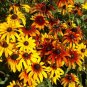200+ seeds Gloriosa Daisy  Flower Usa Perrenial Native Wildflower