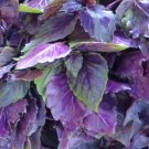 200+ seeds Dark Opal Purple Basil  Herb Culinary Cooking Us Non-Gmo