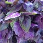 200+ seeds Dark Opal Purple Basil  Herb Culinary Cooking Us Non-Gmo