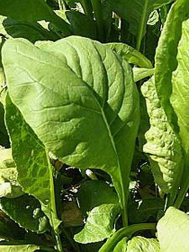 500+ seeds Tendergreen Mustard  Komatsuna Vegetable Spinach Greens
