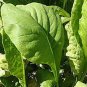 500+ seeds Tendergreen Mustard  Komatsuna Vegetable Spinach Greens