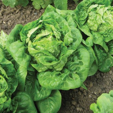 600+ seeds Little Gem Lettuce  Mini Romaine Non-Gmo Usa Seller